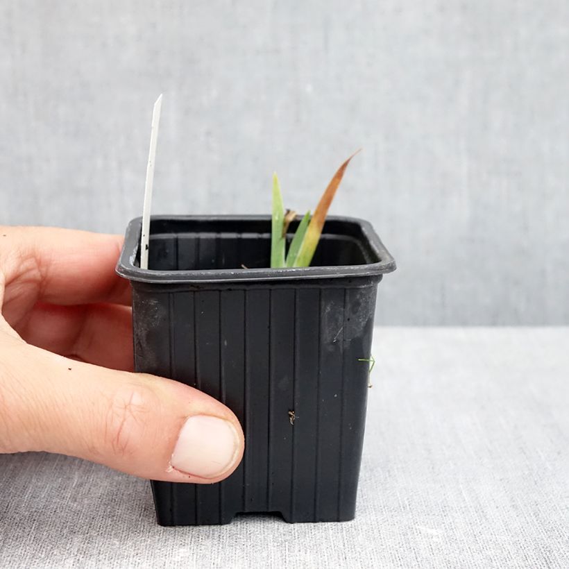 Amostra de Iris pumila Jaune Vaso de 8/9 cm tal como entregue no outono