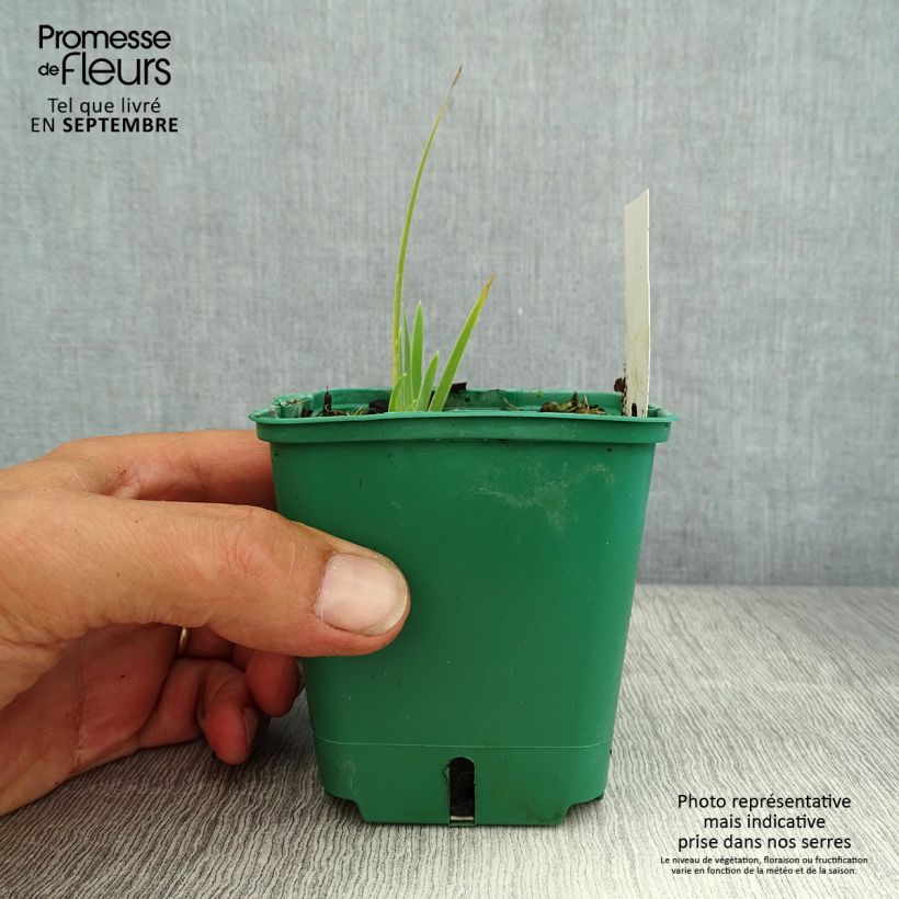 Amostra de Iris pumila Jaune Vaso de 8/9 cm tal como entregue no verão