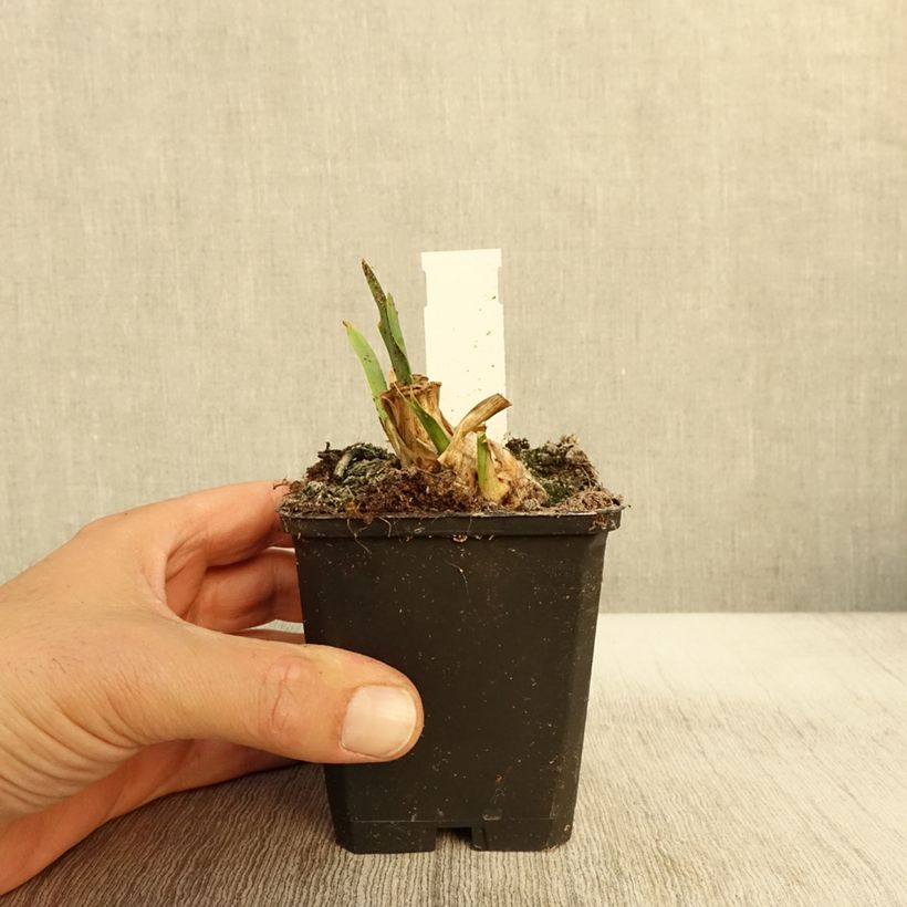 Amostra de Iris pumila Jewel Baby - Iris nain ou de rocaille Godet de 8/9 cm, Calibre 4/6 tal como entregue no outono