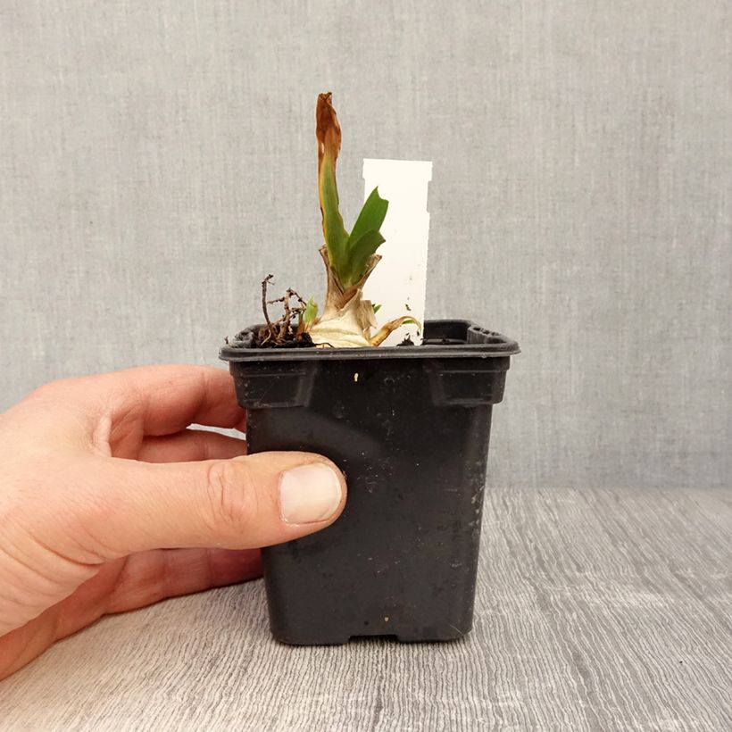 Amostra de Iris pumila Jewel Baby Vaso de 8/9 cm tal como entregue na primavera