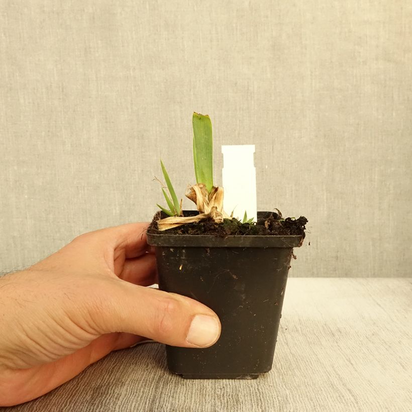 Amostra de Iris pumila Volts Vaso de 8/9 cm tal como entregue no outono