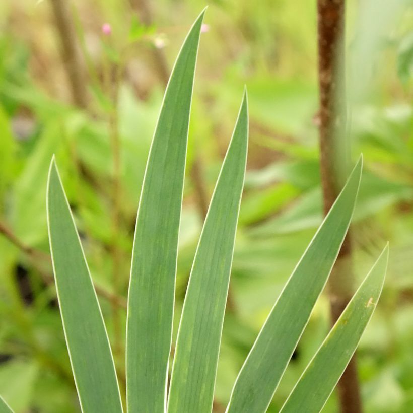 Iris pumila Wee Harry (Folhagem)