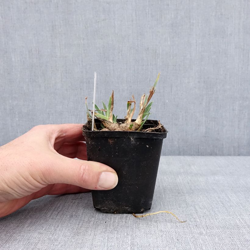 Amostra de Iris pumila Wee Harry - Iris des Jardins nain Godet de 8/9 cm tal como entregue no inverno