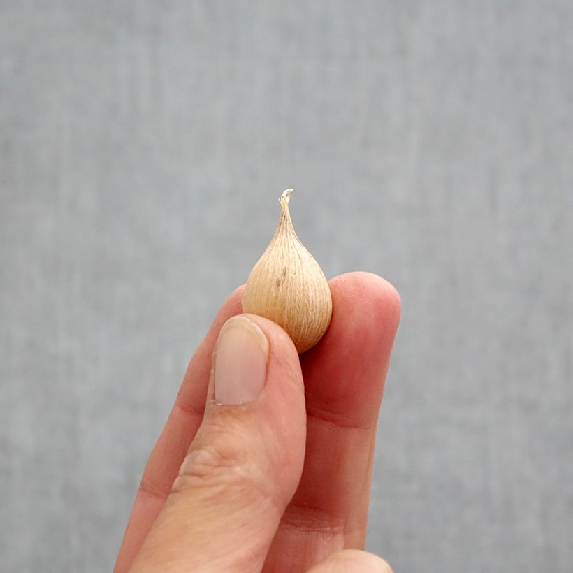 Amostra de Iris reticulata Alida Bulbo Calibre 5+ tal como entregue no outono