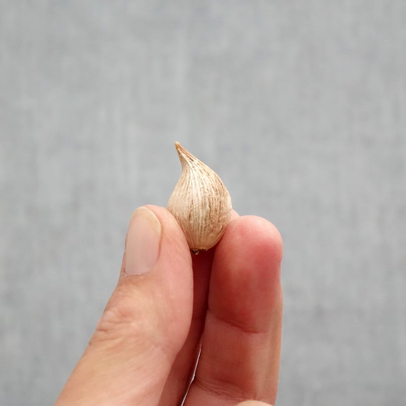 Amostra de Iris reticulata Blue Note Bulbo size 5+ tal como entregue no outono