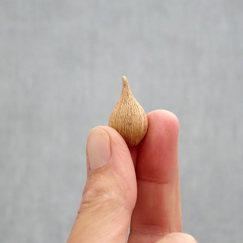 Amostra de Iris reticulata Blue Planet - Iris réticulé Bulbo size 5+ tal como entregue no outono