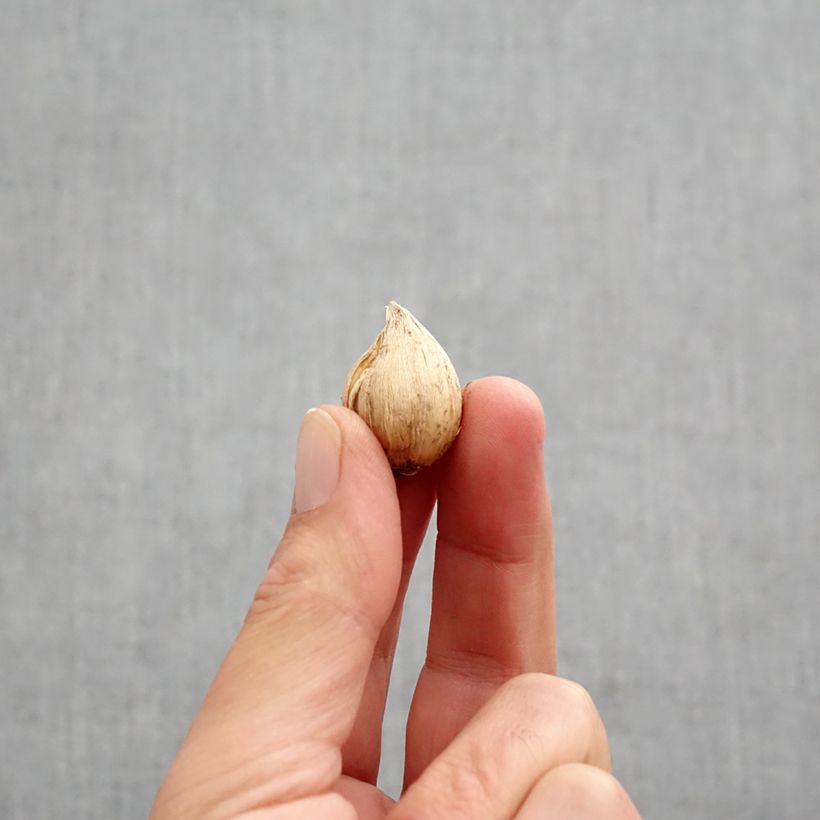 Amostra de Iris reticulata Cantab Bulbo size 5+ tal como entregue no outono