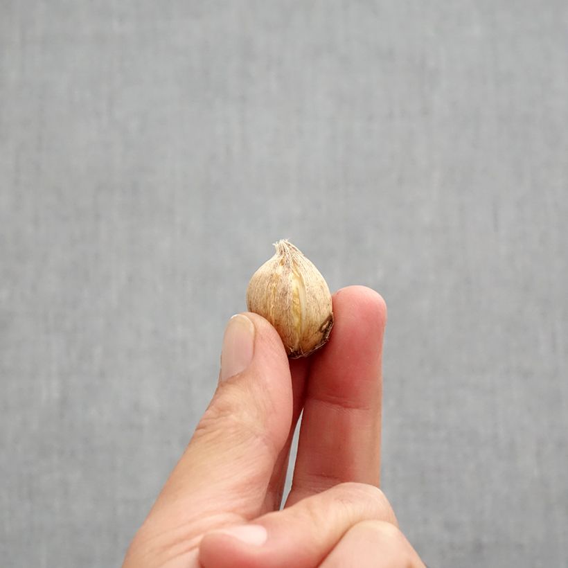 Amostra de Iris reticulata Clairette - Iris réticulé Bulbe Kaliber/Größe 5+ tal como entregue no outono