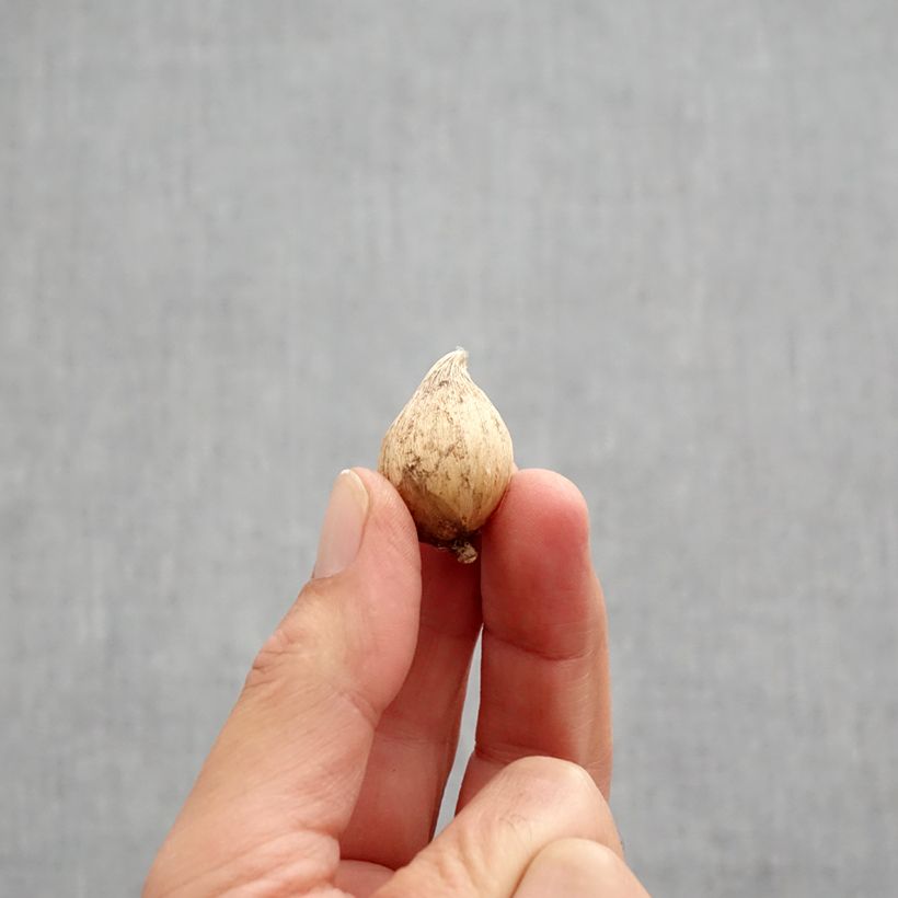 Amostra de Iris reticulata Danfordiae Bulbo size 5+ tal como entregue no outono