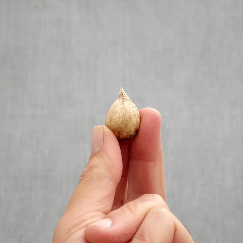 Amostra de Iris reticulata Dijt Bulbo Calibre 5+ tal como entregue no outono