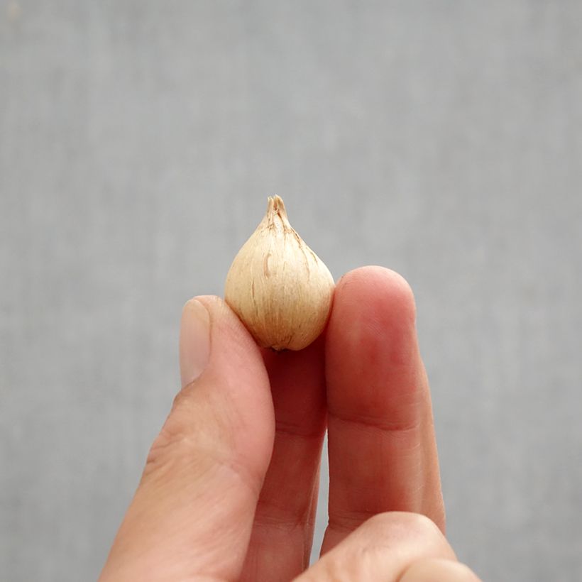 Amostra de Iris reticulata Eyecatcher Bulbo size 6+ tal como entregue no outono