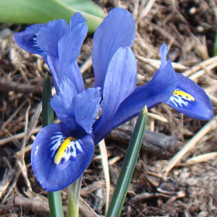 Iris reticulata Harmony (Floração)