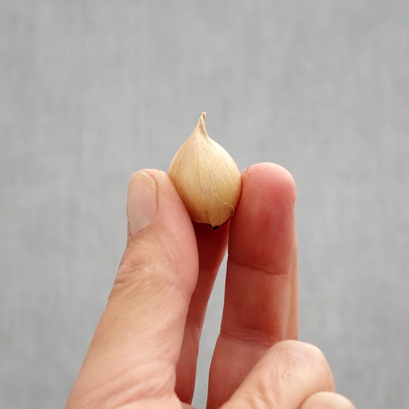 Amostra de Iris reticulata Harmony Bulbo Calibre 6+ tal como entregue no outono