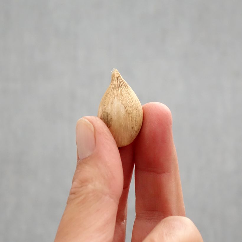 Amostra de Iris reticulata Katharina Hodgkin Bulbo size 6+ tal como entregue no outono