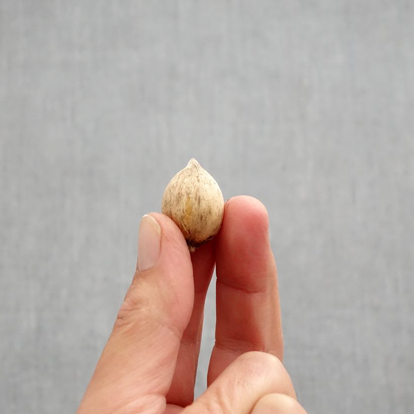 Amostra de Iris reticulata Louise - Iris réticulé Bulbe Kaliber/Größe 5+ tal como entregue no outono