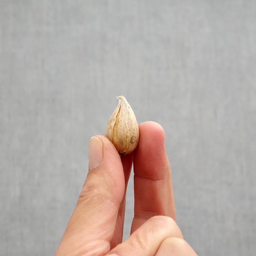 Amostra de Iris reticulata Natascha Bulbo size 5+ tal como entregue no outono