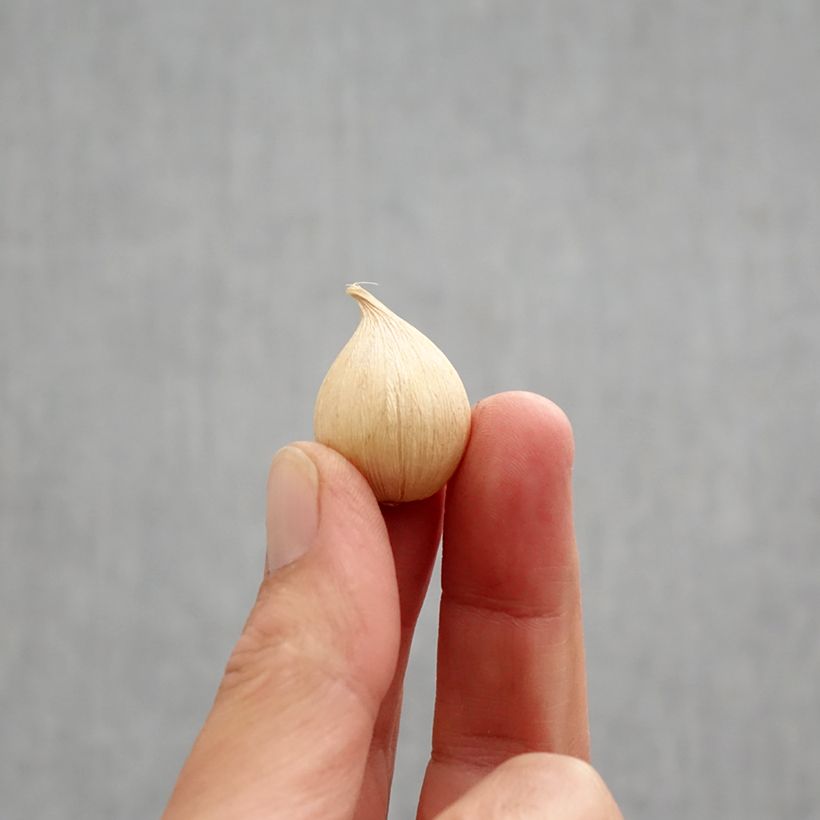 Amostra de Iris reticulata Orange Glow Bulbo size 6+ tal como entregue no outono