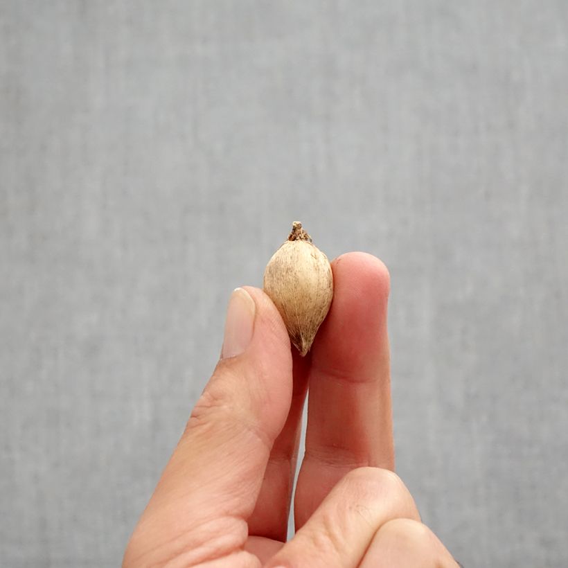 Amostra de Iris reticulata Polar Ice - Iris réticulé Bulbe Kaliber/Größe 5+ tal como entregue no outono