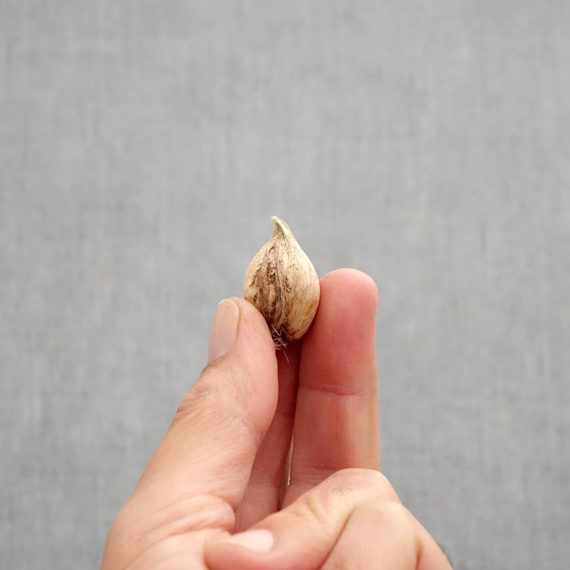 Amostra de Iris reticulata Sea Breeze Bulbo size 5+ tal como entregue no outono