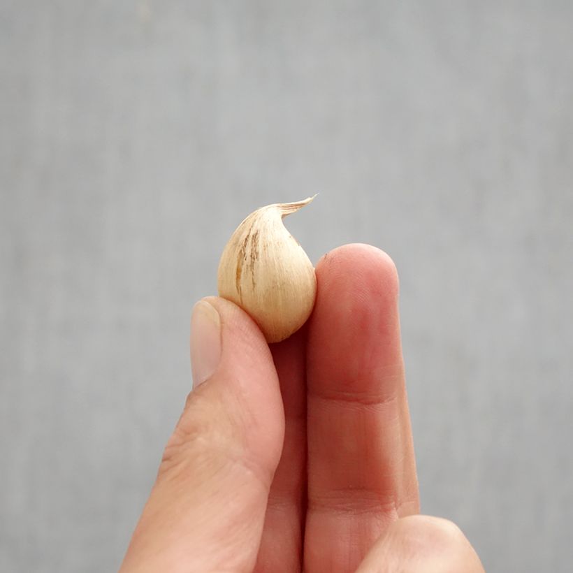 Amostra de Iris reticulata Sheila Ann Germaney Bulbo Calibre 6+ tal como entregue no outono