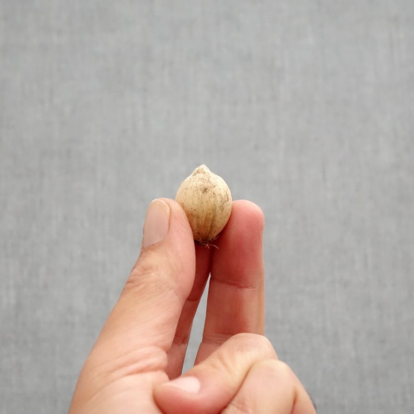 Amostra de Iris reticulata Splish Splash Bulbo size 5+ tal como entregue no outono