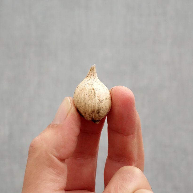 Amostra de Iris reticulata Spot On Bulbo Calibre 5+ tal como entregue no outono