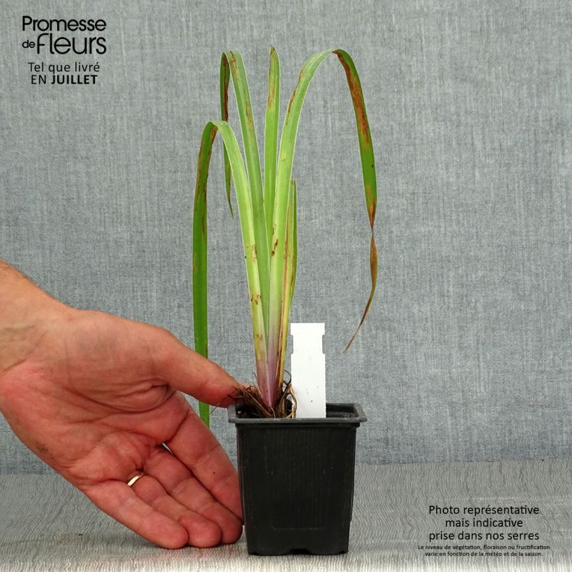 Amostra de Iris x robusta Dark Aura Vaso de 8/9 cm tal como entregue no verão