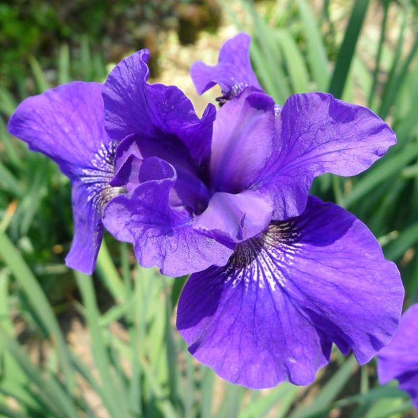 Iris sibirica Ruffled Velvet (Floração)
