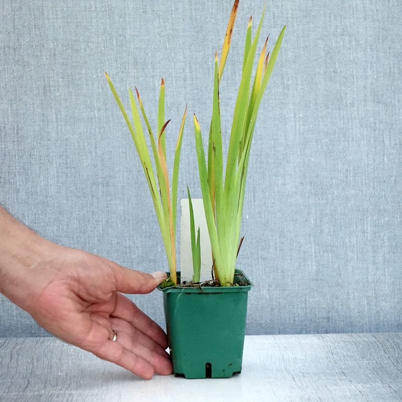 Amostra de Iris sibirica Ruffled Velvet Vaso de 8/9 cm tal como entregue no verão