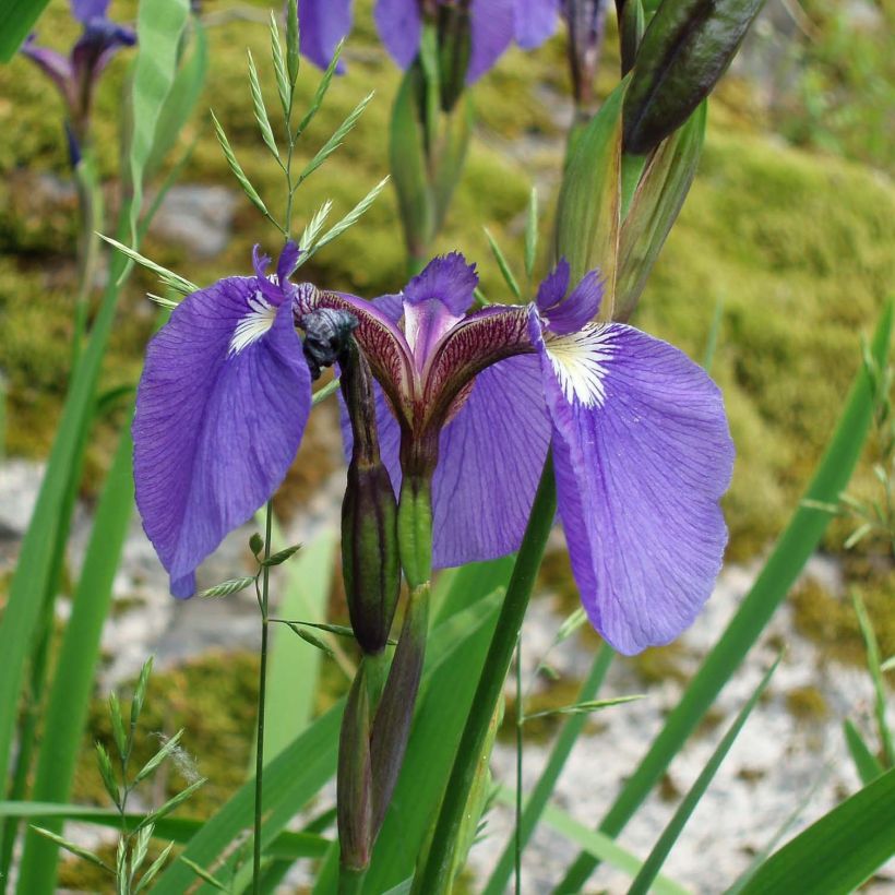 Iris setosa (Floração)