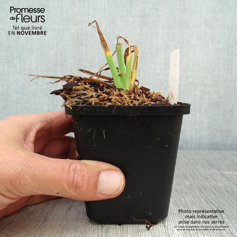 Amostra de Iris setosa Vaso de 8/9 cm tal como entregue no outono