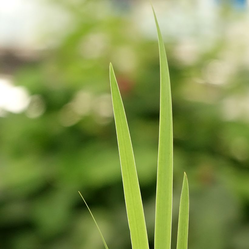 Iris setosa (Folhagem)