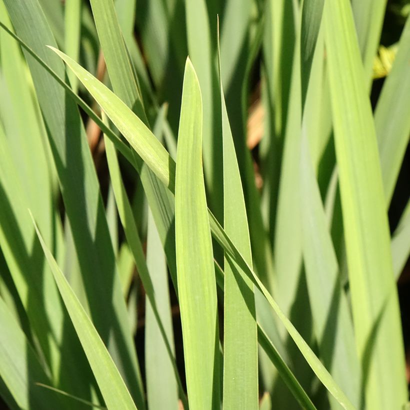 Iris sibirica Bundle of Joy (Folhagem)