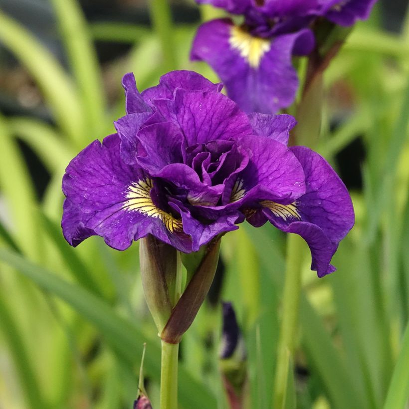 Iris sibirica Bundle of Joy (Floração)