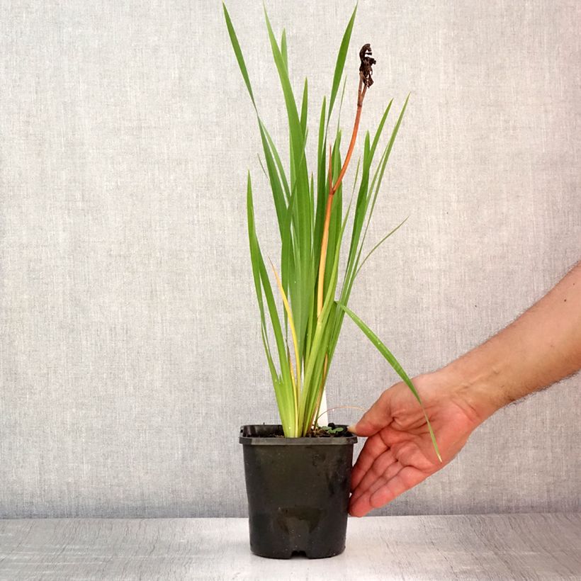 Amostra de Iris sibirica Bundle of Joy Vaso de 1,5 L/2 L tal como entregue no verão