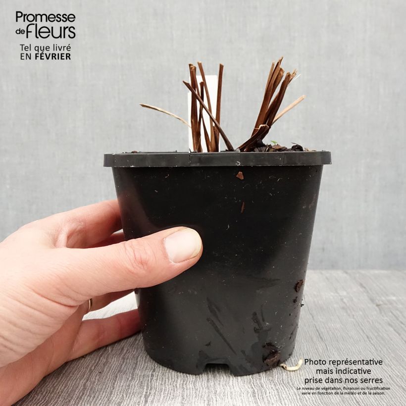 Amostra de Iris sibirica Bundle of Joy - Iris de Sibérie Pot de 1,5L/2L tal como entregue no inverno