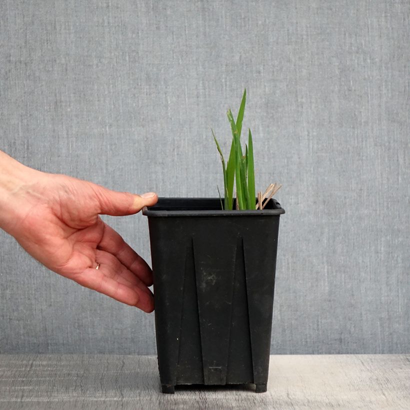 Amostra de Iris sibirica Bundle of Joy Vaso de 1,5 L/2 L tal como entregue na primavera