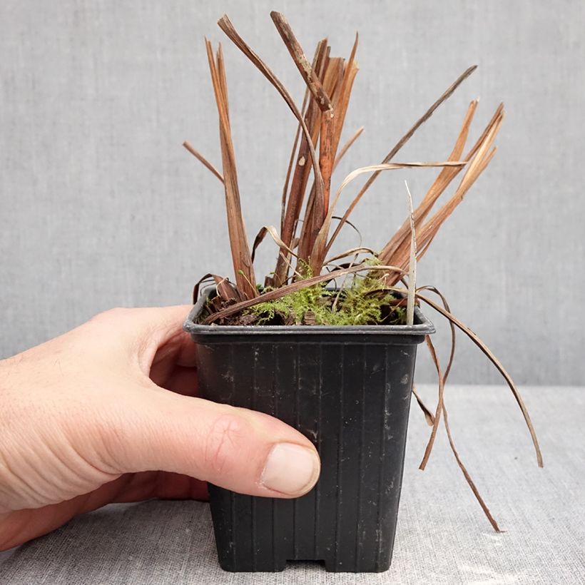 Amostra de Iris sibirica Chartreuse Bounty - Iris de Sibérie Vaso de 8/9 cm tal como entregue no inverno