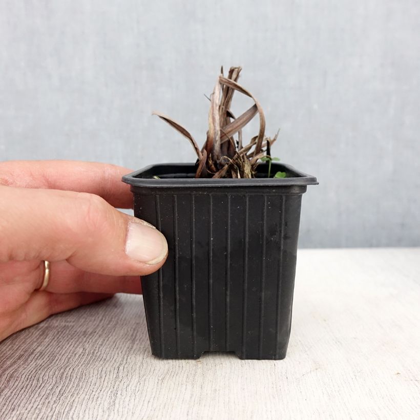 Amostra de Iris sibirica Chartreuse Bounty Vaso de 8/9 cm tal como entregue na primavera