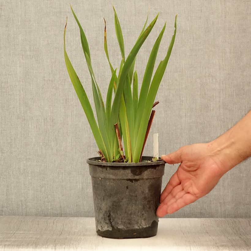 Amostra de Iris sibirica Colonel Mustard Vaso de 2 L/3 L tal como entregue no verão