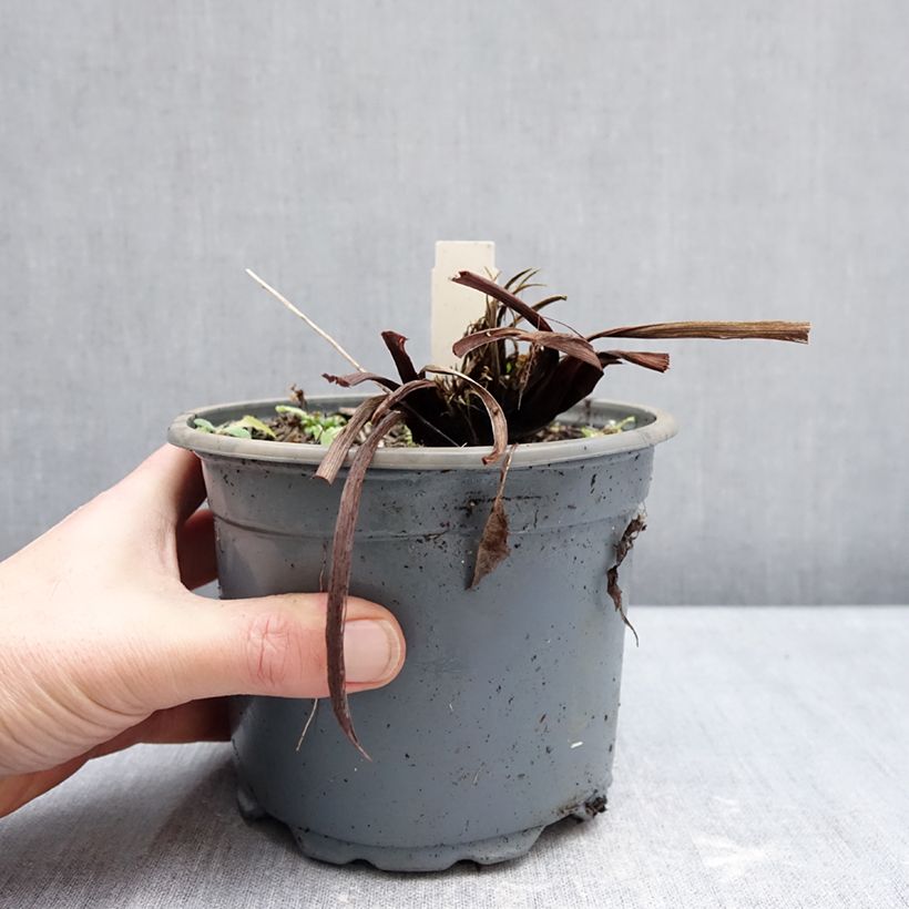 Amostra de Iris sibirica Colonel Mustard - Iris de Sibérie Pot de 2L/3L tal como entregue no inverno