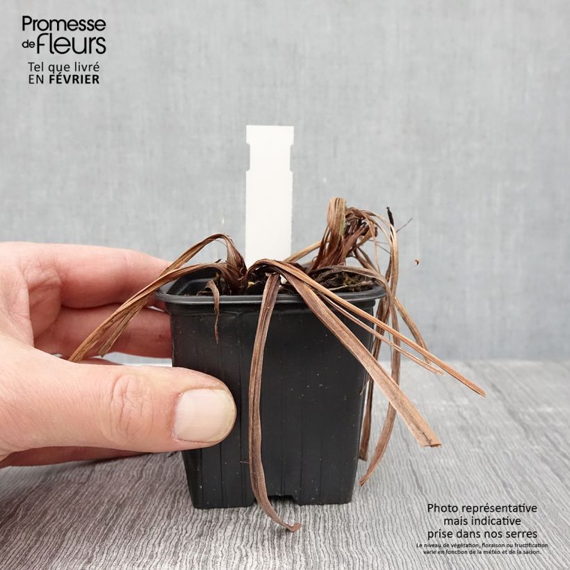 Amostra de Iris sibirica Concord Crush Vaso de 8/9 cm tal como entregue no inverno