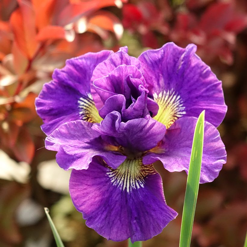 Iris sibirica Concord Crush (Floração)