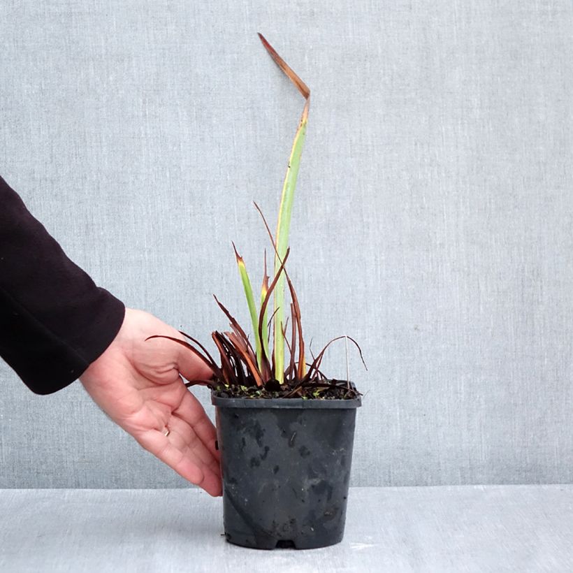 Amostra de Iris sibirica Concord Crush Vaso de 1,5 L/2 L tal como entregue no outono