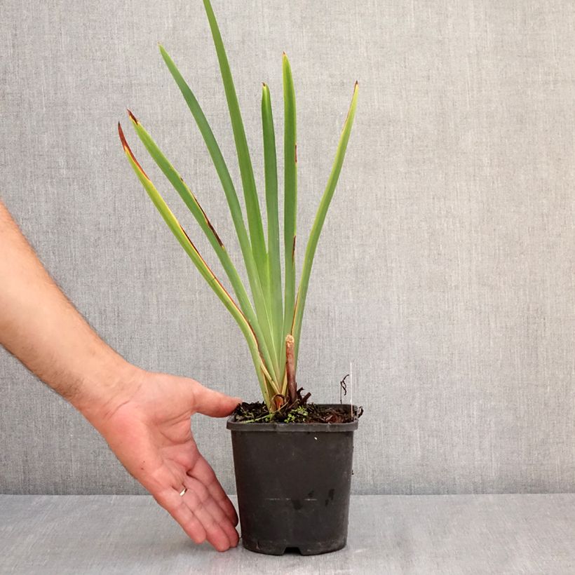 Amostra de Iris sibirica Concord Crush Vaso de 1,5 L/2 L tal como entregue no verão