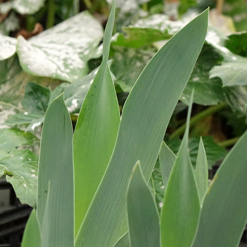 Iris sibirica Cool Spring (Folhagem)