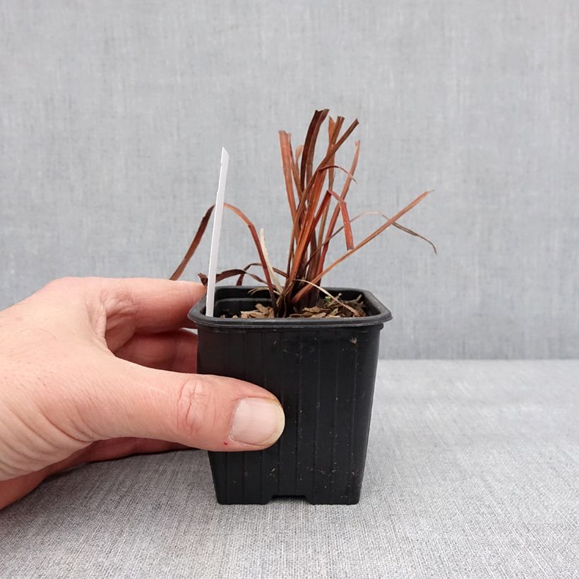 Amostra de Iris sibirica Cool Spring - Iris de Sibérie Godet de 8/9 cm tal como entregue no inverno