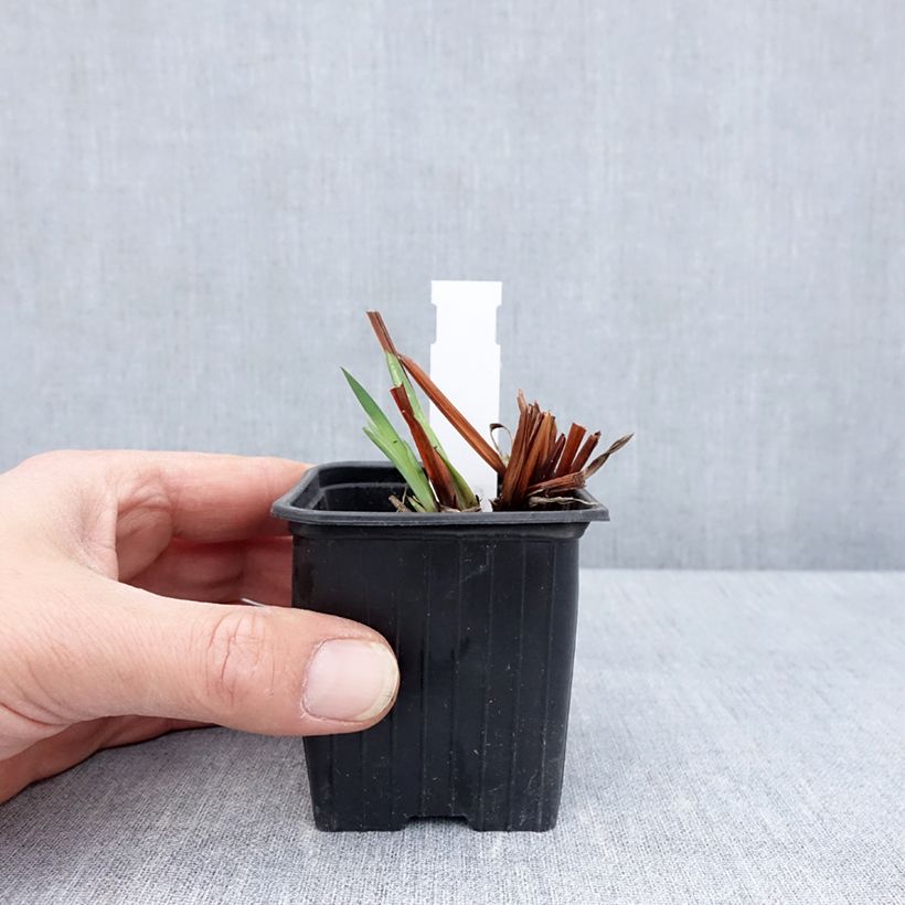 Amostra de Iris sibirica Cool Spring Vaso de 8/9 cm tal como entregue na primavera