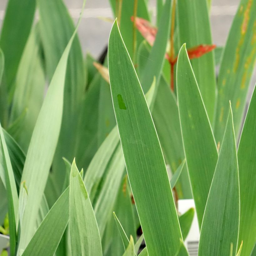 Iris sibirica Dance Ballerina Dance (Folhagem)