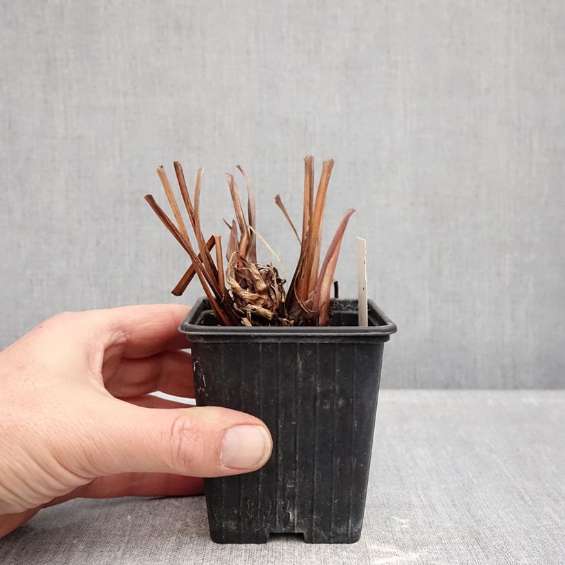 Amostra de Iris sibirica Dance Ballerina Dance Vaso de 8/9 cm tal como entregue no inverno